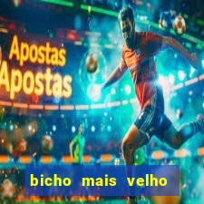 bicho mais velho da loteria dos sonhos